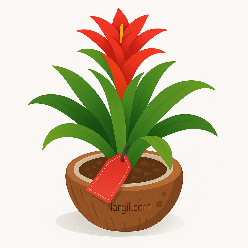  Nargil - Scarlet Star